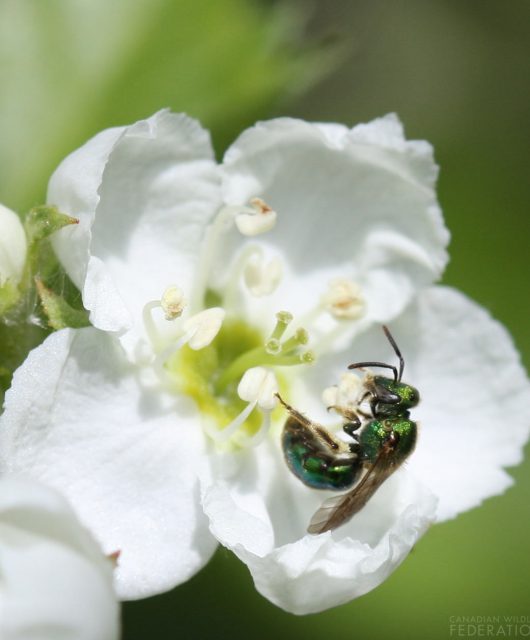 A tiny halictid bee is taking pollen from a hawthorn flower.