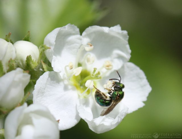 A tiny halictid bee is taking pollen from a hawthorn flower.