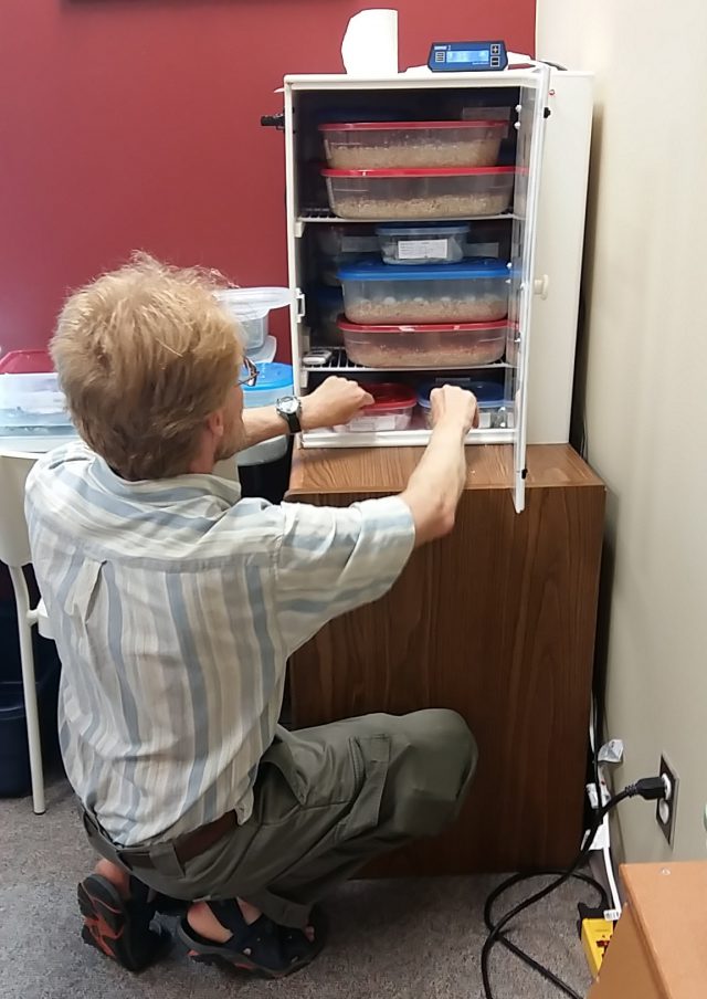 CWF Freshwater Turtle Specialist Dave Seburn shows us the turtle eggs in the incubator.