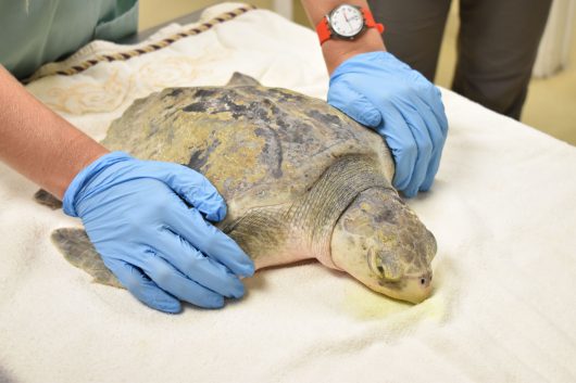 sea turtle rehab red tide CROW baby – Your Connection to Wildlife