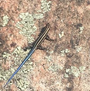 5 lined skink