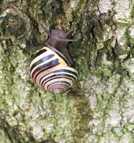 A snail and bug I got really excited about on Pelee Island! (Photo © Kimberly McGough)