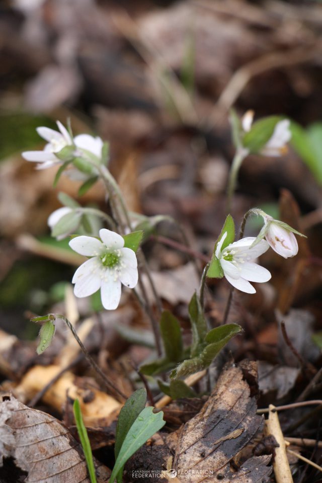 Hepaticas are pretty and have a soft fur to protect their parts from the still cold temperatures of early spring.