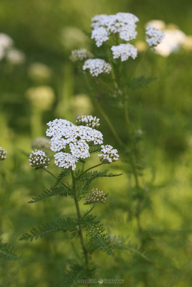 Common Yarrow have small flowers that are perfect for our tinier pollinators.