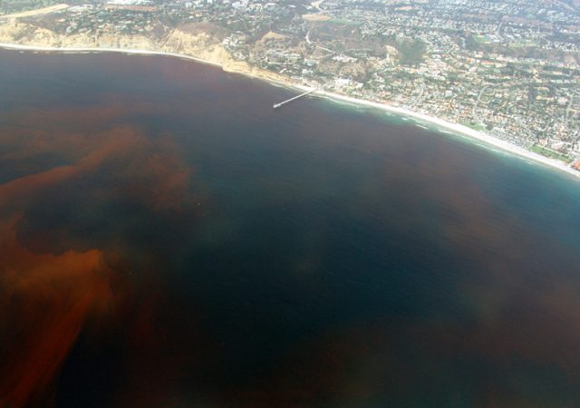 red tide california