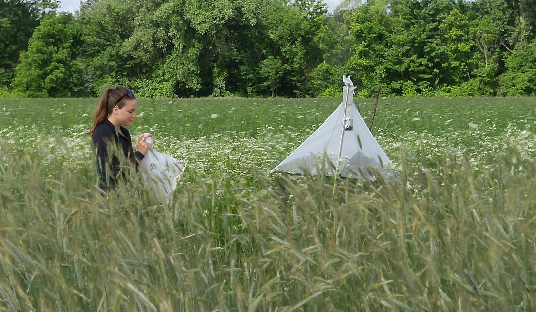 Emily Kubesheskie sweep netting insect pollinators