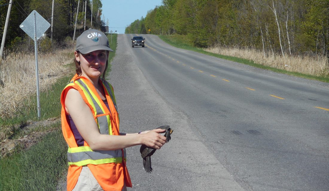 Hannah moving a Blanding's Turtle @ Mackenzie Barns