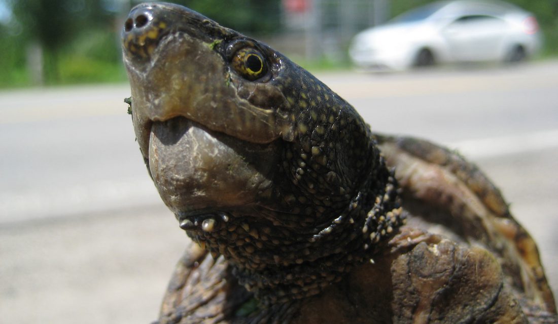 Moving an Eastern Musk Turtle @ Mackenzie Barns