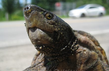 Moving an Eastern Musk Turtle @ Mackenzie Barns