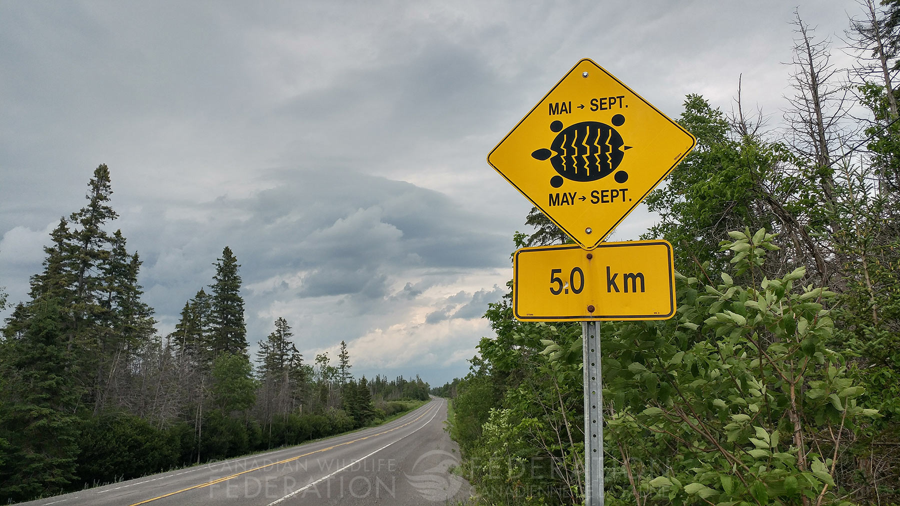 Turtle Crossing road sign