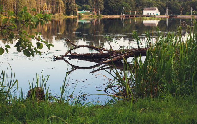 A healthy shoreline includes a vegetated buffer to intercept runoff and help stop erosion. If logs and aquatic plants are present in shallow water, leave them if it is safe to do so, they provide important habitat!