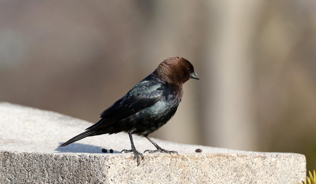 cowbird