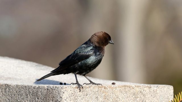 cowbird