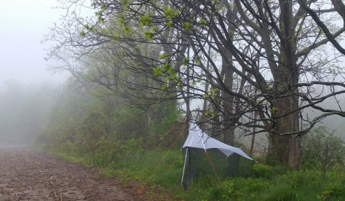 Malaise trap in Norfolk County