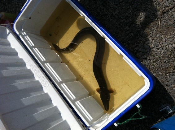 A large eel caught on the first day of trap netting.