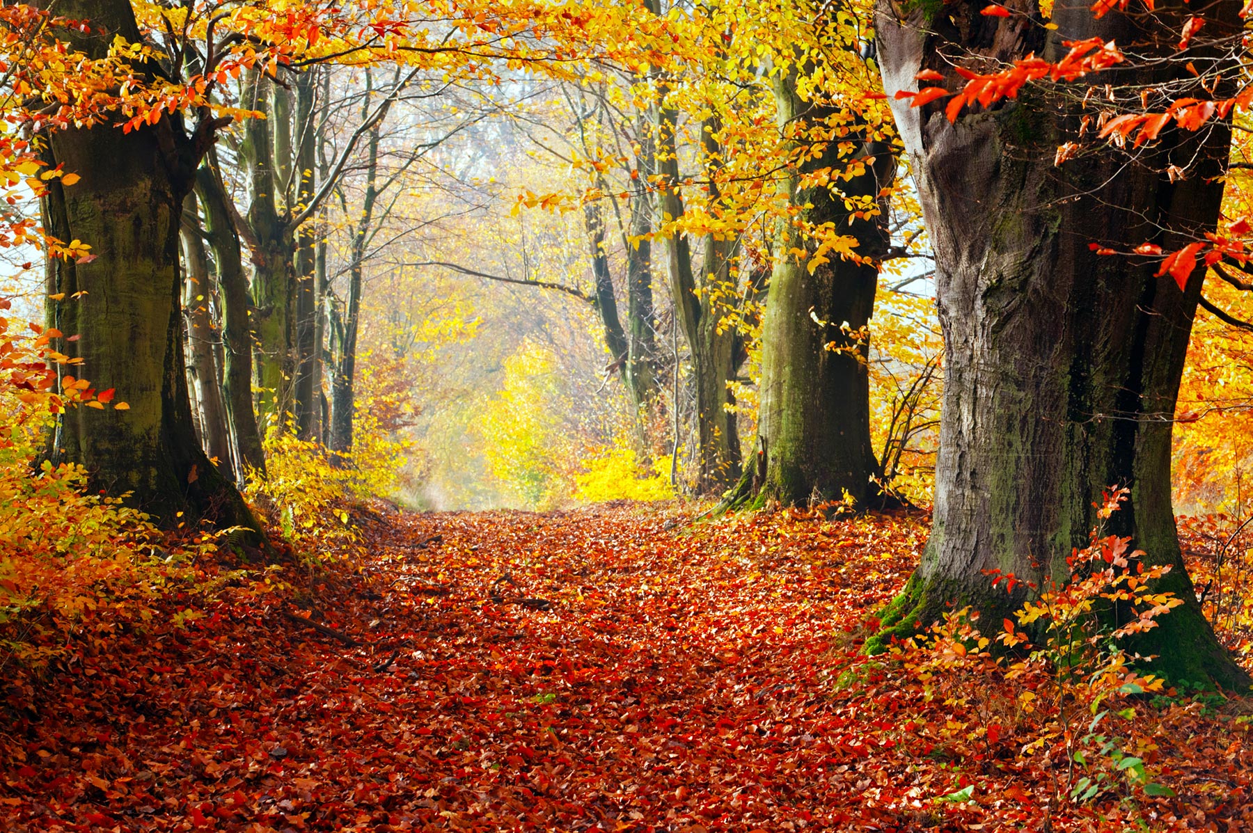 Fall Autumn Forest Leaves Your Connection To Wildlife