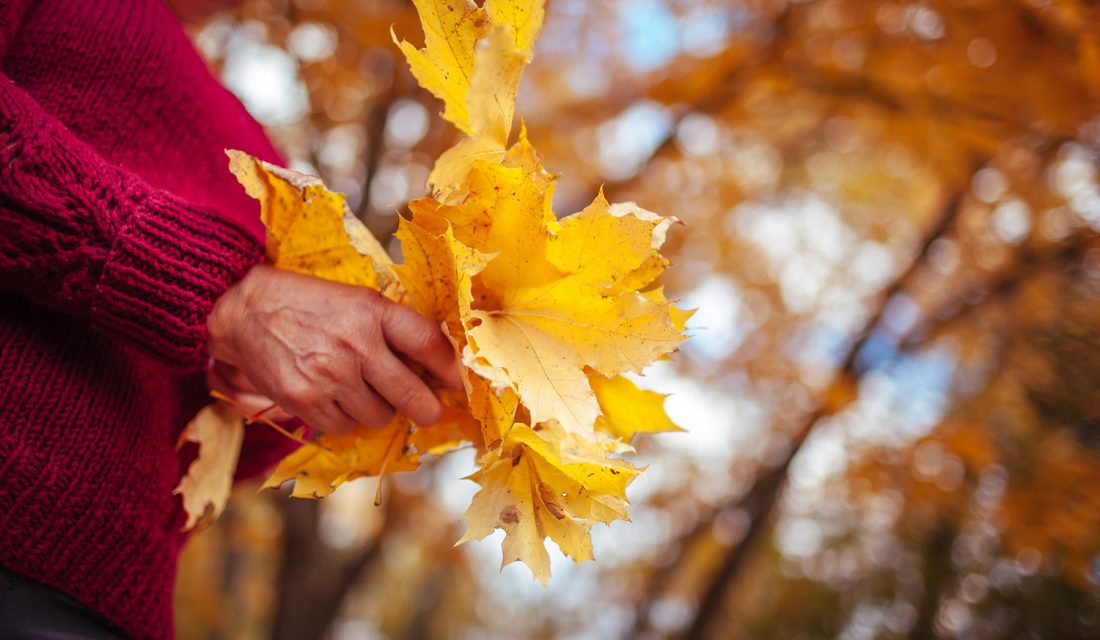 yellow fall leaves