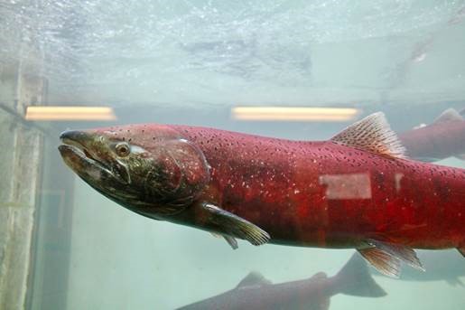 The Chinook salmon migration to the Upper Yukon River must travel around the Whitehorse Rapids Generating Facility via a 300 m long fish ladder. A viewing chamber partway through the ladder provides an incredible opportunity for the public to observe Chinook salmon as they approach spawning grounds