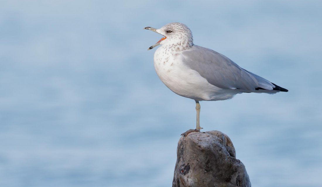 gull in ontario