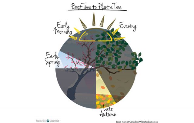 how to plant a tree graphic horizontal