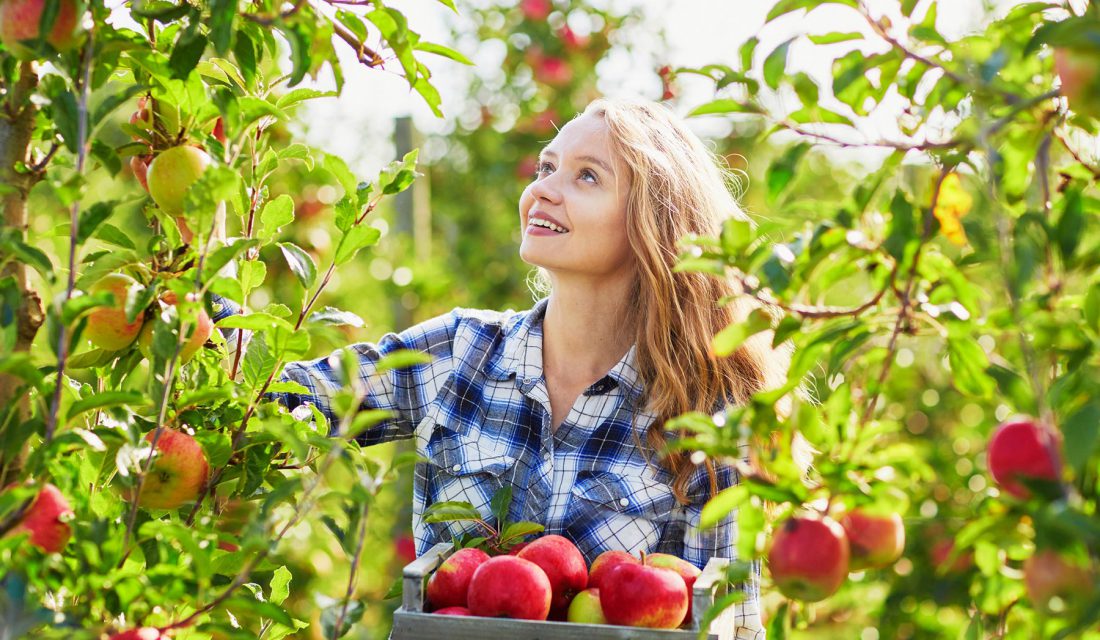 go apple picking