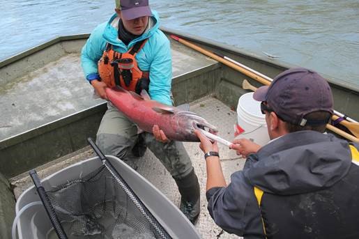 . Biologists from Canadian Wildlife Federation and Carcross/Tagish First Nation inserting an acoustic transmitter into the stomach of a Chinook salmon. These transmitters allow researchers to monitor the movement of an individual fish as it completes it spawning migration.