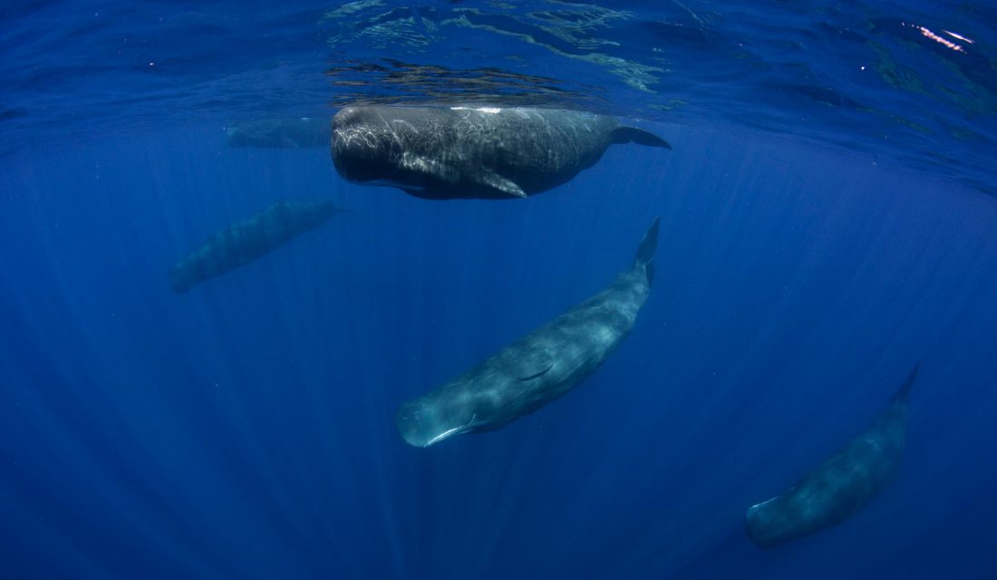 sperm whale