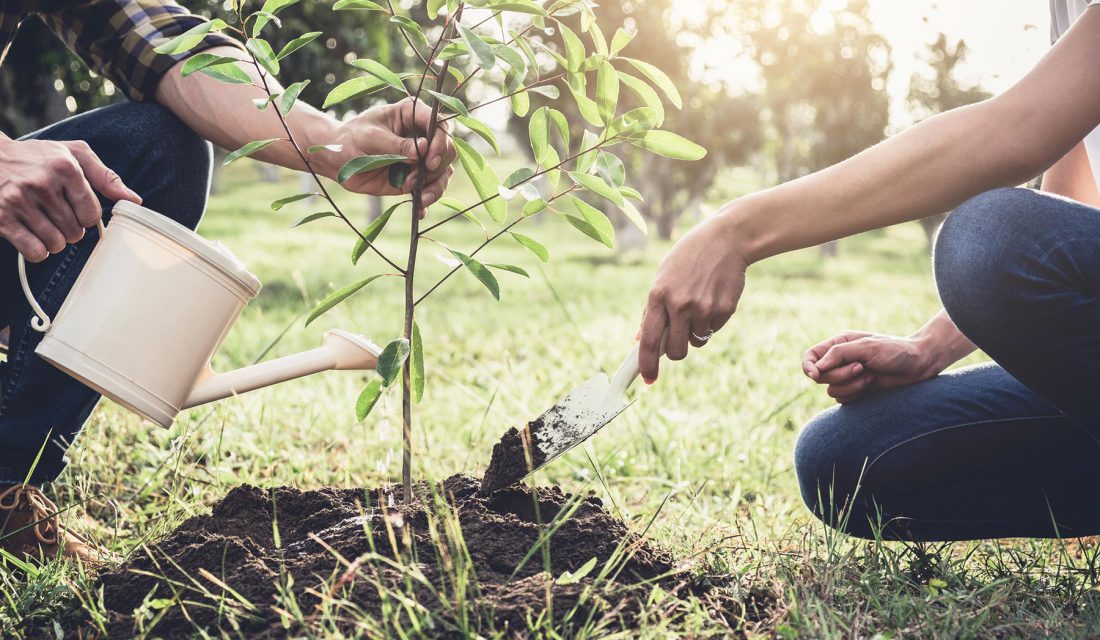 How to plant a tree