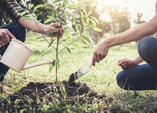 How to plant a tree