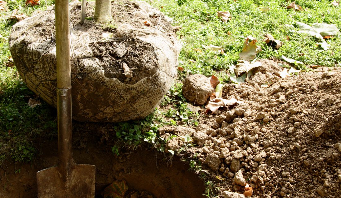 tree root ready to be planted in hole