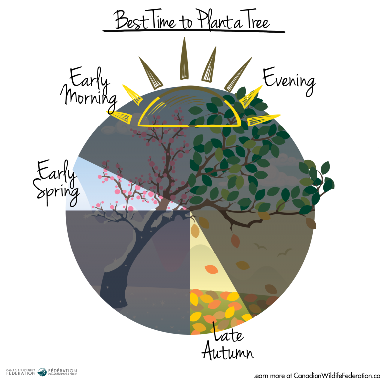 7 Steps to Properly Plant a Tree for Tree Day Your Connection to Wildlife