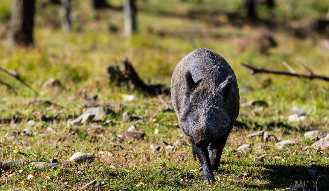 wild boar quebec