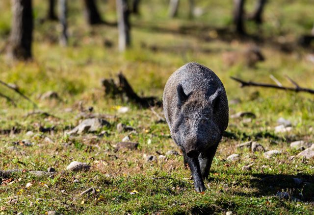 wild boar quebec