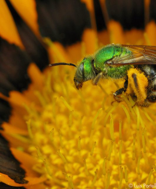 Bee on flower @Luis Portelles