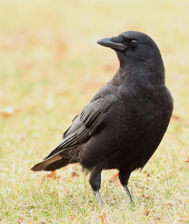 crow