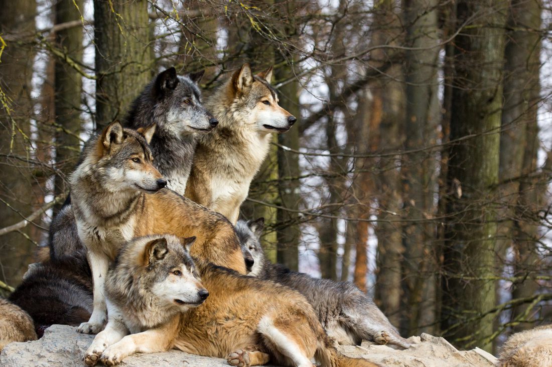 grey-wolf-pack – Your Connection to Wildlife