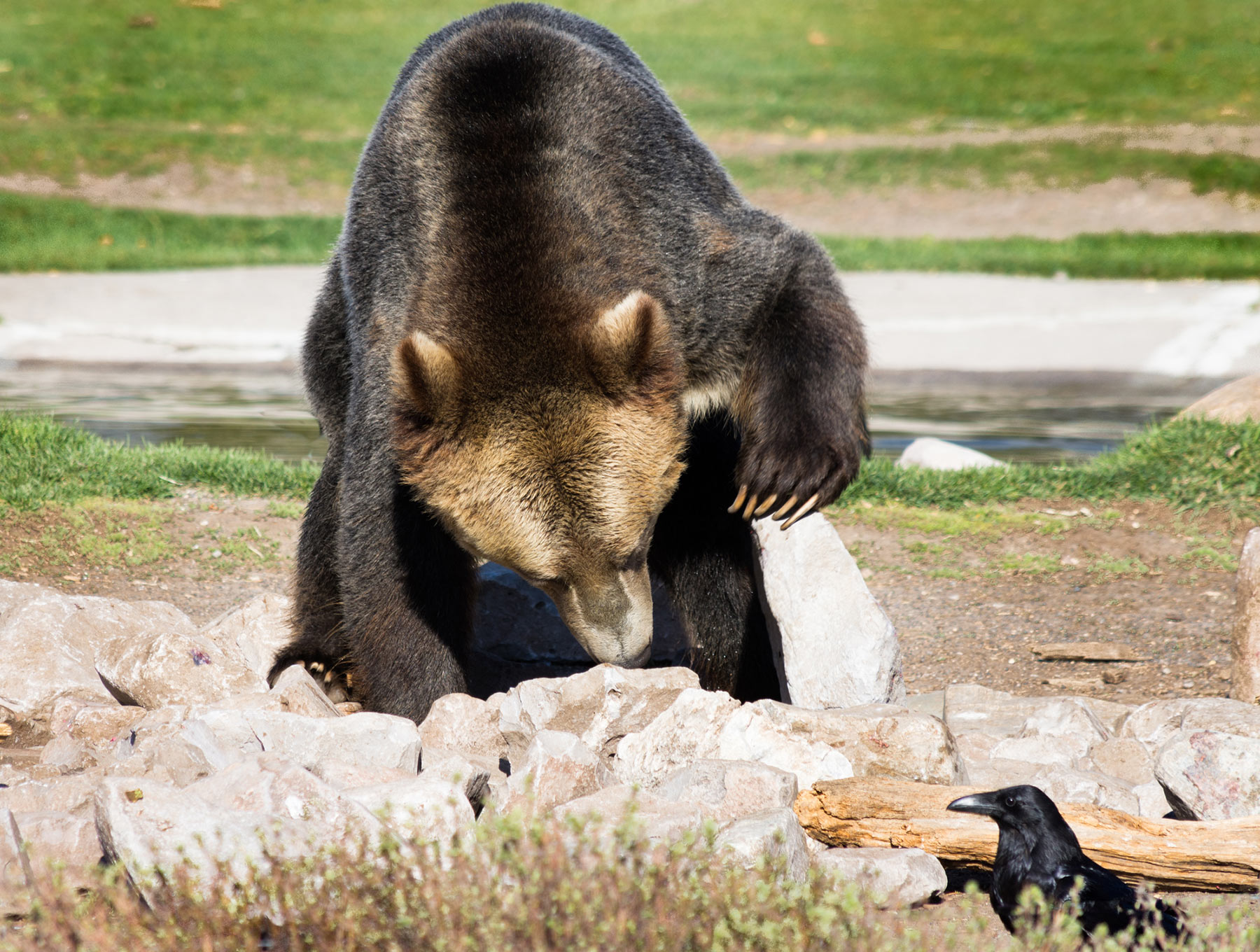 grizzly bear with corvid