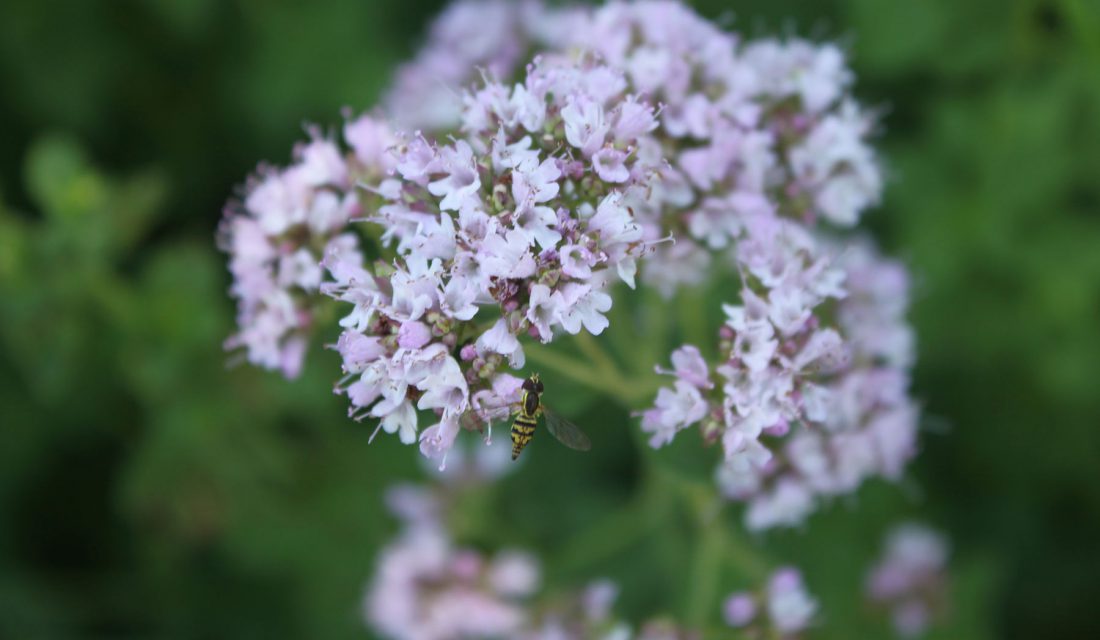 hoverfly herb