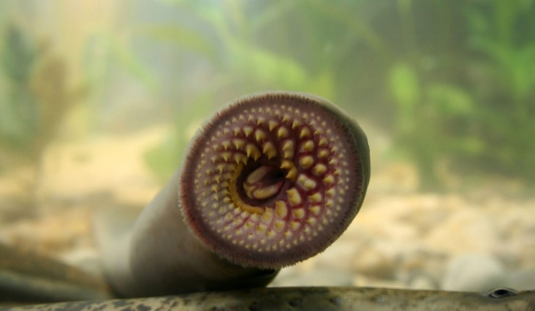 lamprey