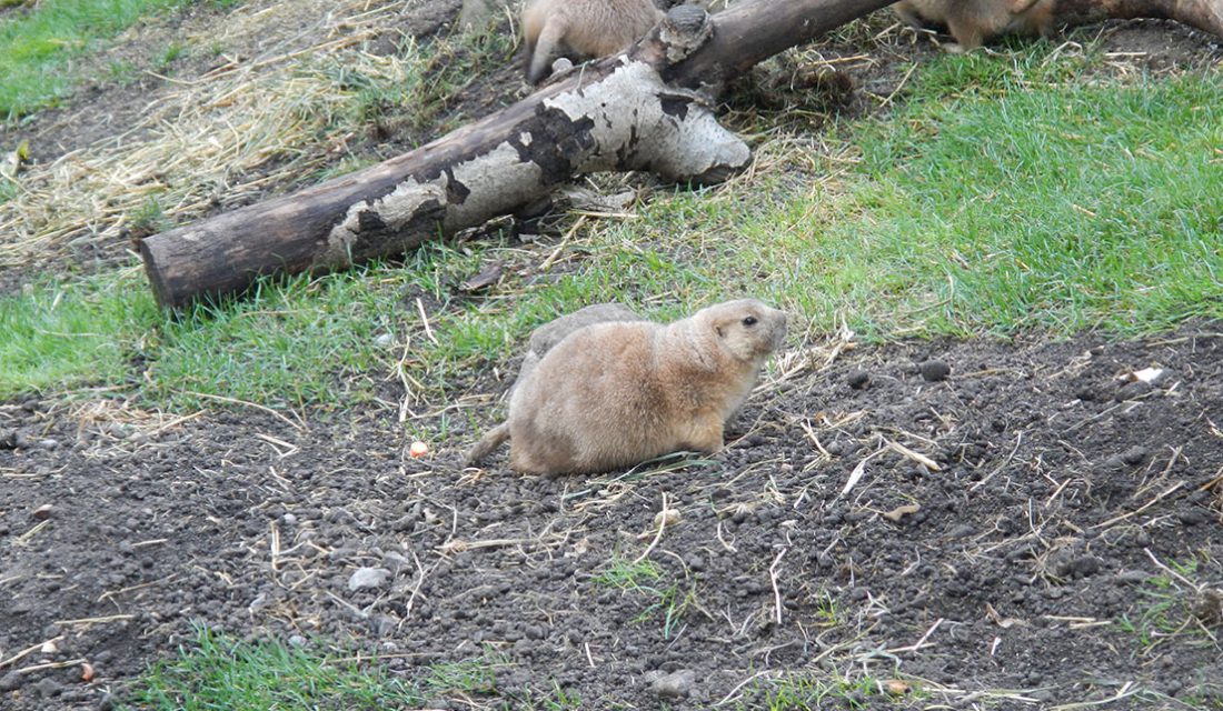 marmot