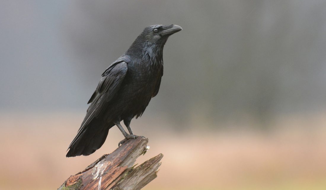 Faune et flore du pays - Le Grand Corbeau