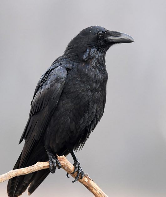 The Raven: Meet one of Canada’s most intelligent birds – Your ...