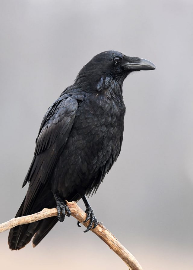 raven-vert – Your Connection to Wildlife