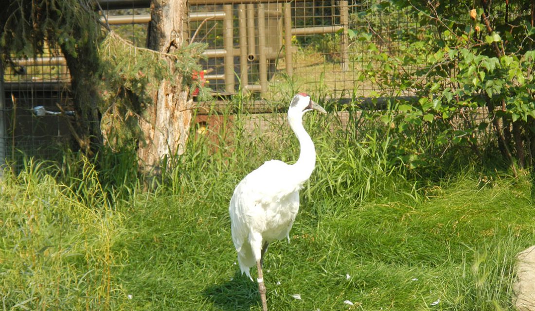 sandhill crane calgary zoo