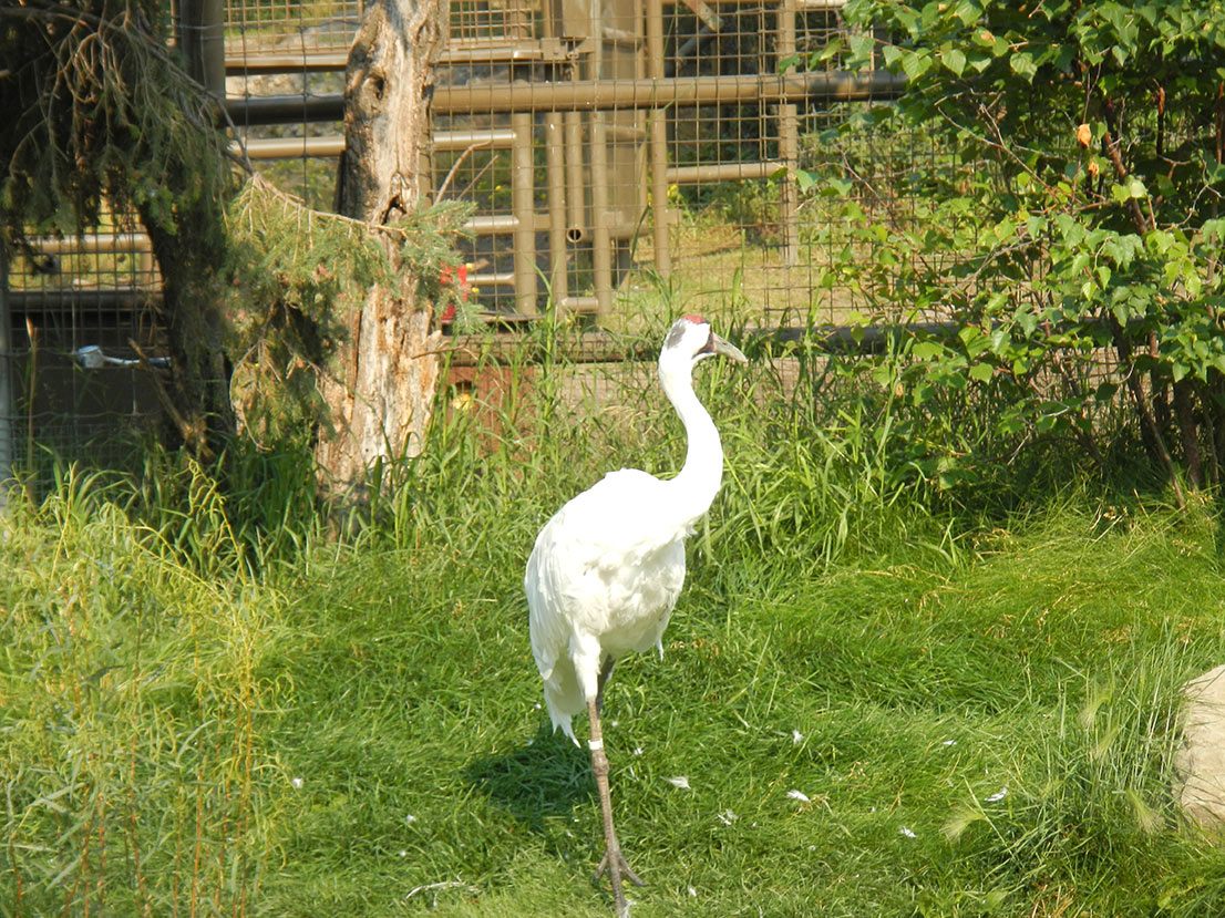 Sandhill Crane Your Connection To Wildlife   Sandhill Crane 