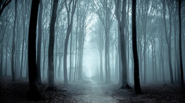 scary-forest – Your Connection to Wildlife
