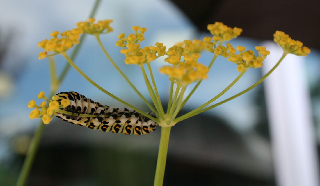 swallowtail caterpillar herb