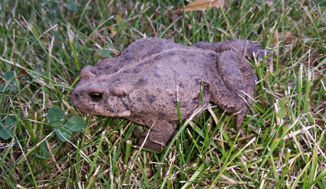 Western toad