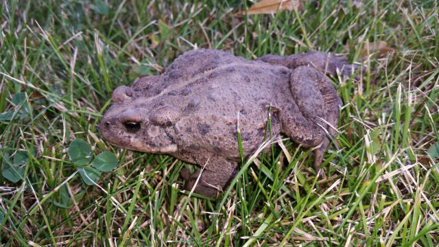 Western toad