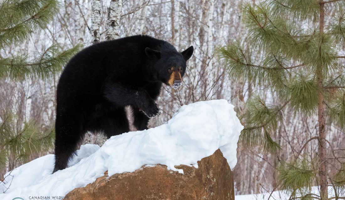 black bear winter